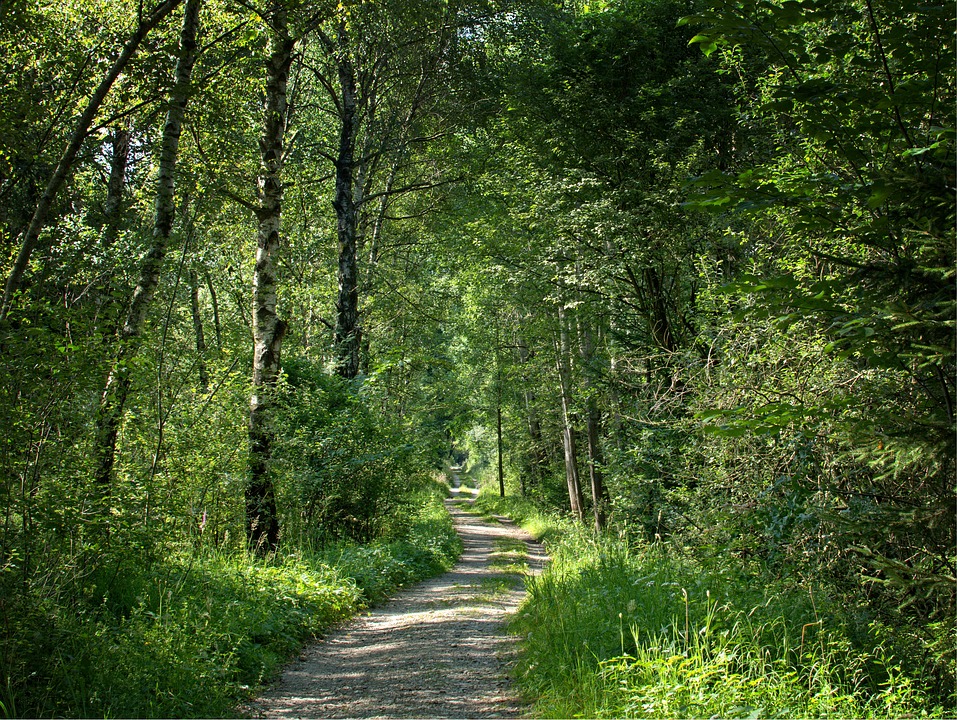 Nature Walk Challenge - Whitley Community Development Association